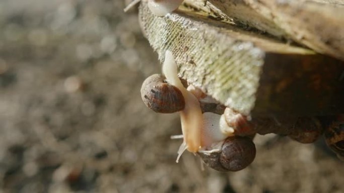 两只蜗牛在户外蜗牛农场的一块木板上攀爬，在一个繁殖托盘上近距离接触奢侈品市场的食品生产概念
