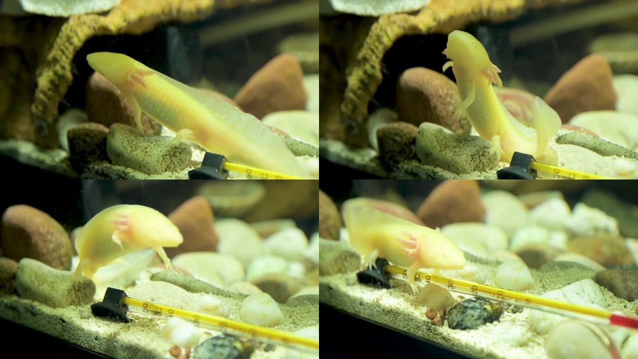 水族馆底部的特写墨西哥Ambistoma Axolotl墨西哥蝾螈