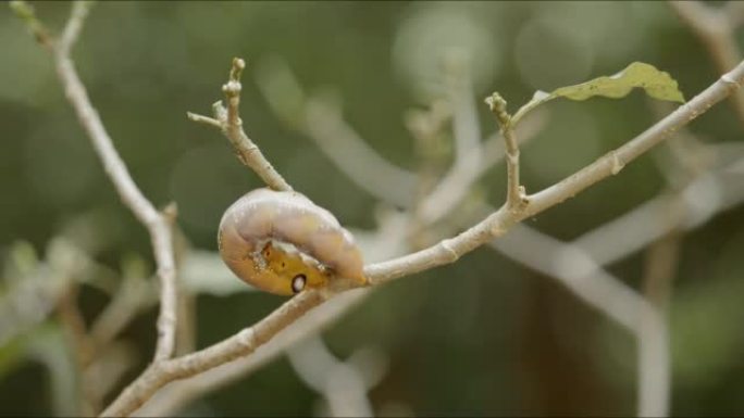 军绿色鹰蛾的黄色毛毛虫，Daphnis nerii，打开栀子花植物树枝。茧前的虫子和昆虫生命周期。飞