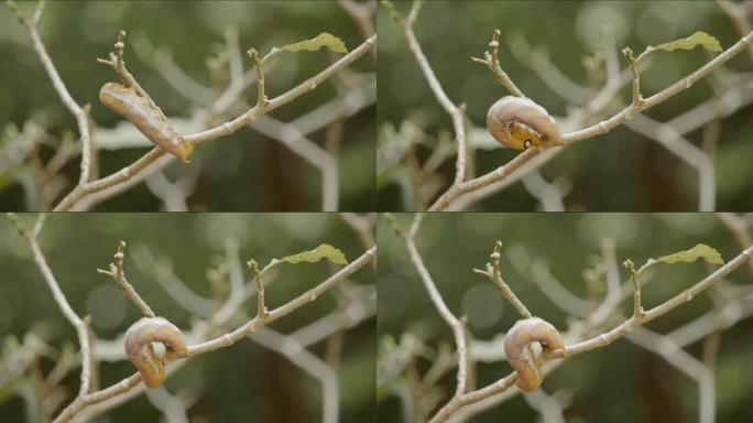 军绿色鹰蛾的黄色毛毛虫，Daphnis nerii，打开栀子花植物树枝。茧前的虫子和昆虫生命周期。飞