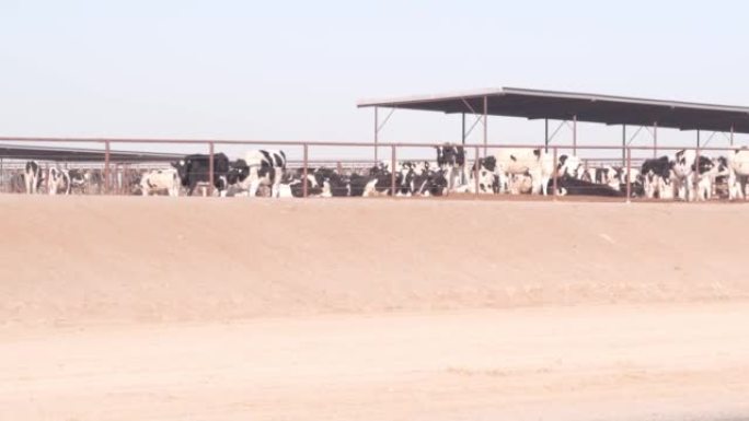 奶牛养殖场，牲畜奶业。牛棚、谷仓或棚里的牛。