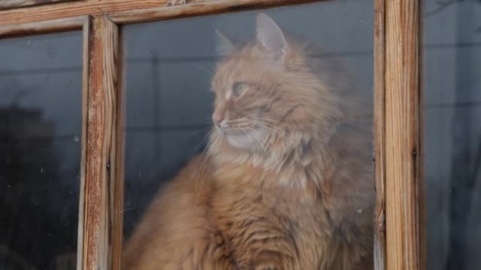 一只姜猫透过一扇旧窗户。