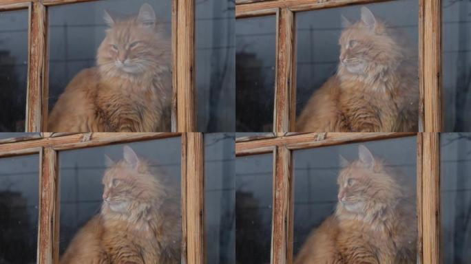 一只姜猫透过一扇旧窗户。