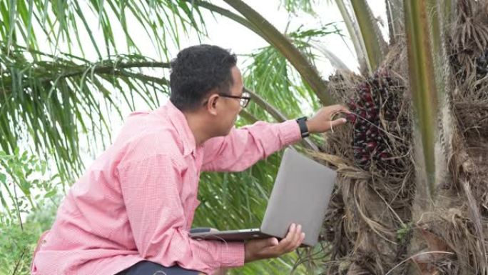 一位农民用笔记本电脑站在棕榈油中检查庄稼。