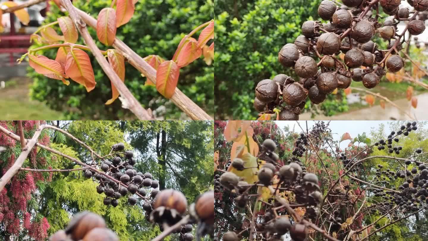 绿色树木树枝花果子红色枝头紫薇花子紫薇花