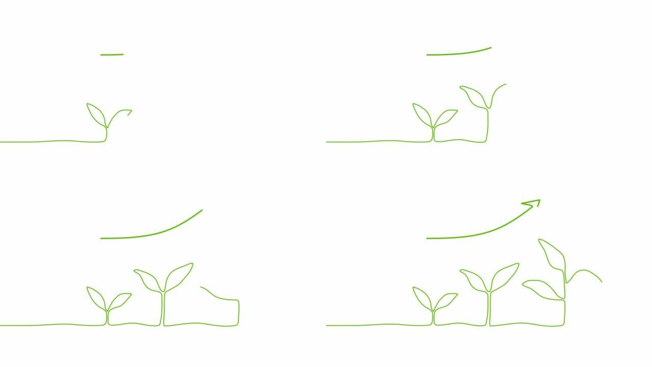 在白色背景上连续一行绘制植物发芽序列。自画动画。从种子树中手工绘制的步骤，简单的设计，艺术。增长概念