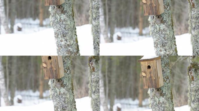 爱沙尼亚鸟屋的小窥视孔