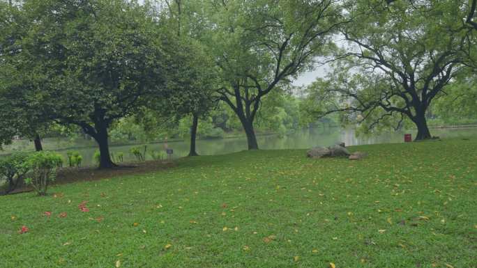 4K实拍，春雨朦胧广州公园草地绿树胡泊。