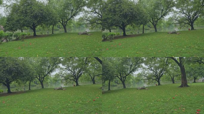 4K实拍，春雨朦胧广州公园草地绿树胡泊。