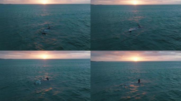 鲸鱼漂浮在被白天最后的阳光照亮的表面上。夕阳下荡漾的浪漫航拍镜头