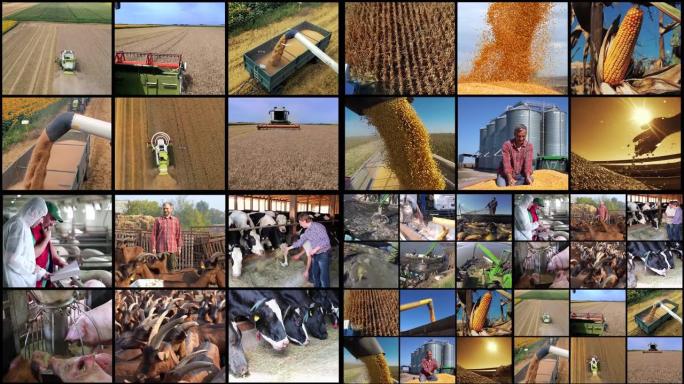 农业生产、产量和生产力动画视频墙