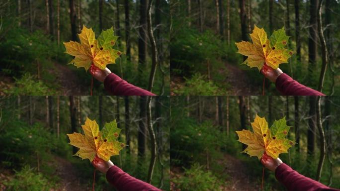 女性手的秋天森林在惊人的林地spbas中旅行时显示出黄色的枫叶