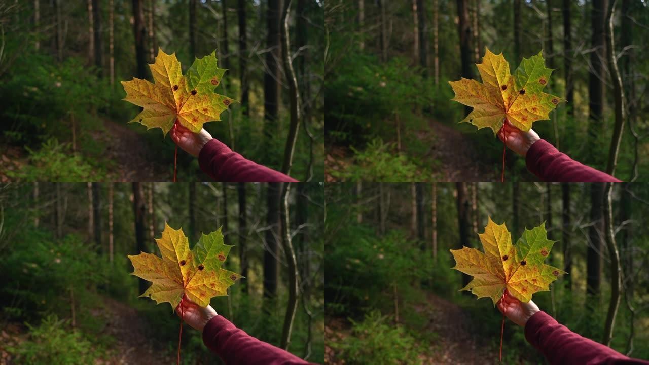 女性手的秋天森林在惊人的林地spbas中旅行时显示出黄色的枫叶