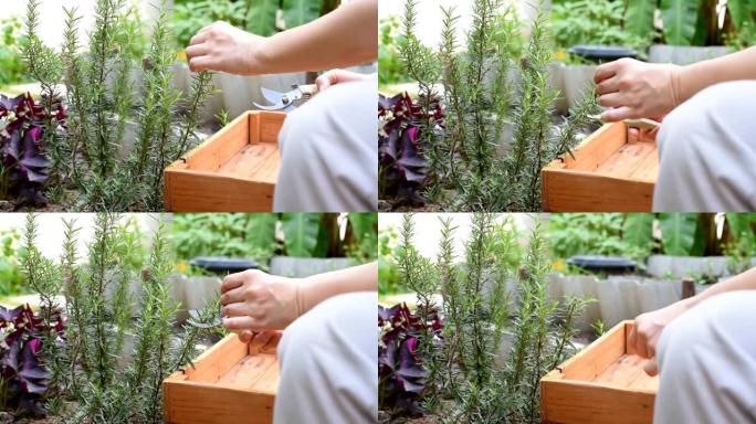 女人用剪刀剪断迷迭香药草树枝，从蔬菜家庭花园中手工采摘芳香香料。