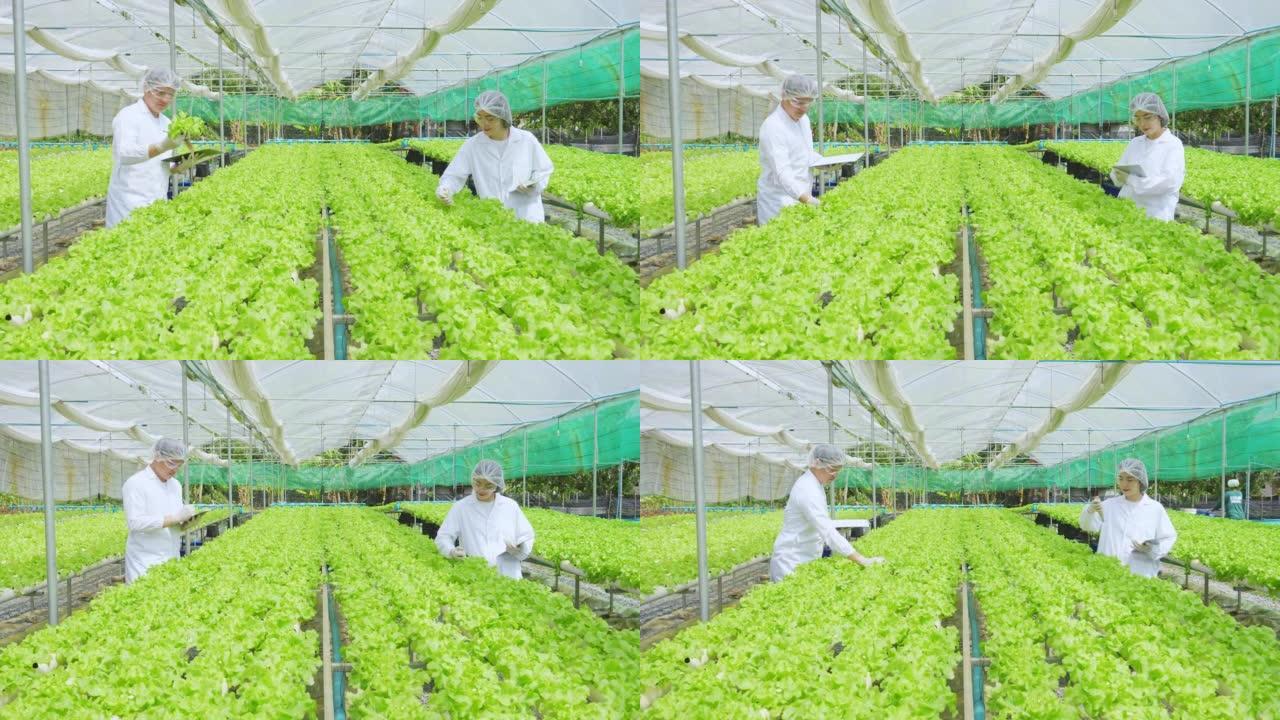 亚洲科学家共同使用设备和数字平板电脑，在温室实验中检查水培植物中有机蔬菜实验的质量和数量结果。