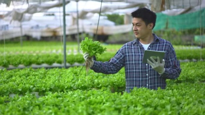 亚洲男性农民通过使用数字平板电脑在他的农业农场和水果产品的小型企业中收集数据，在温室中生长的水培农场