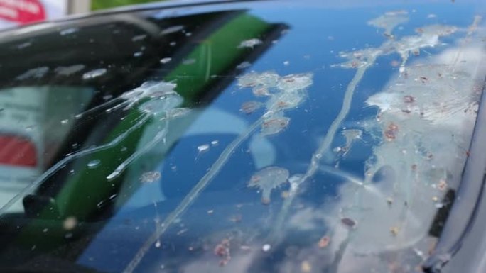 汽车挡风玻璃清洗机，鸟儿从鸟瞰的角度搞砸了一辆车