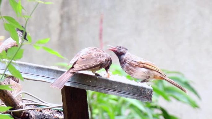 红色通风的bulbul鸟在吃食物