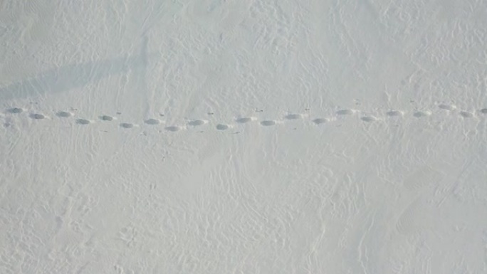 背着背包的孤独旅行者穿过白雪皑皑的沙漠。在极冷条件下生存的概念。顶视图