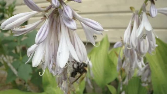 爱沙尼亚的一只大蜜蜂穿过花瓣