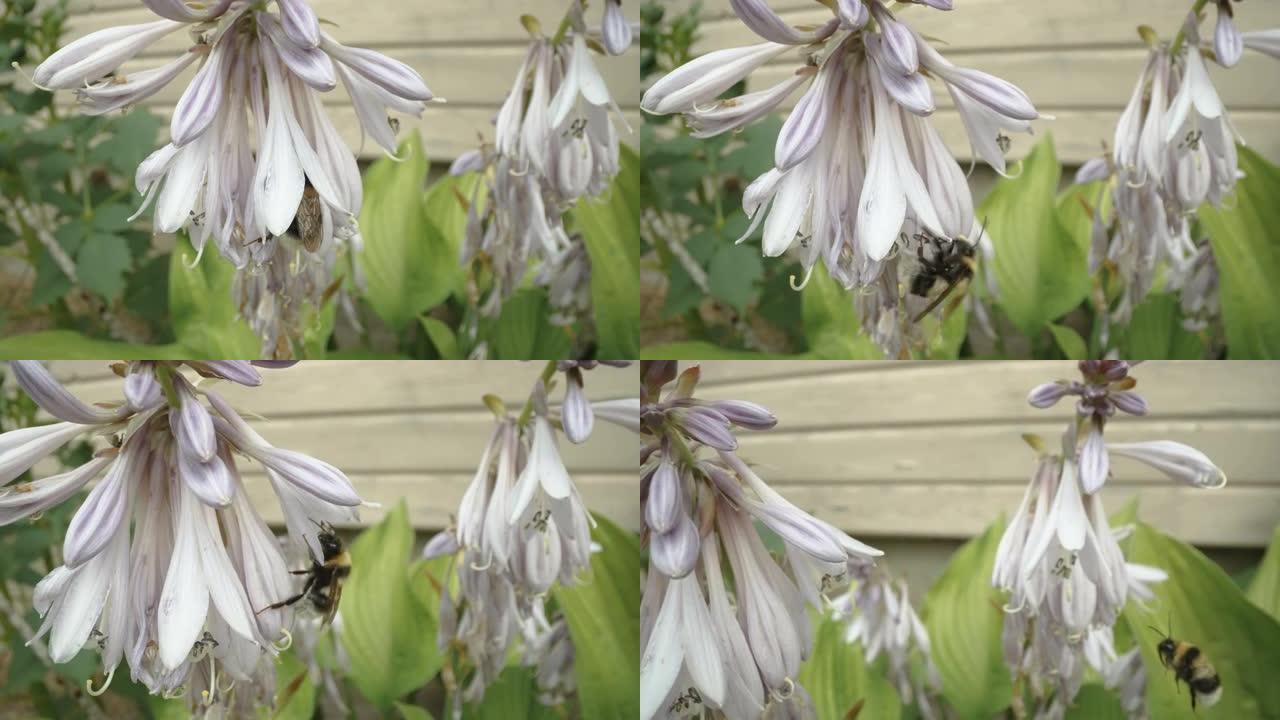 爱沙尼亚的一只大蜜蜂穿过花瓣