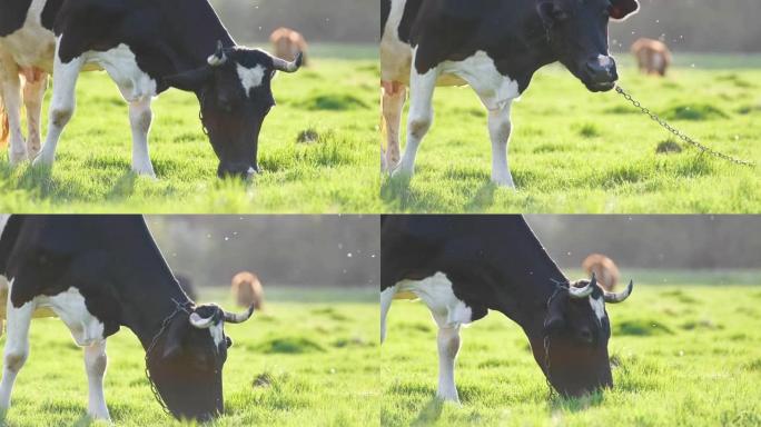 夏季在绿色农场牧场上放牧的奶牛。在农田草地上饲养牛