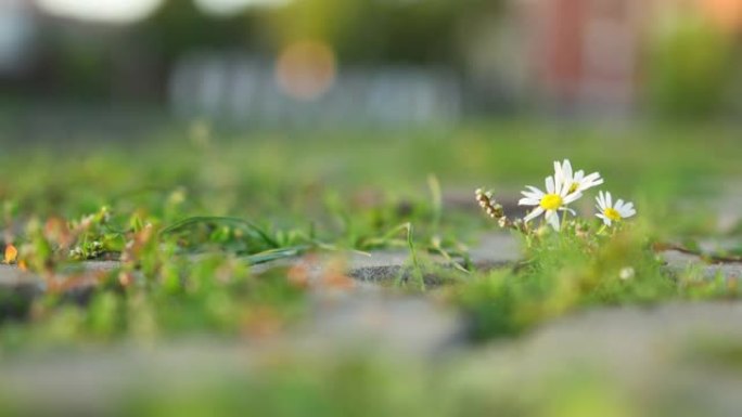 绿色背景下通过石径生长的小雏菊洋甘菊花