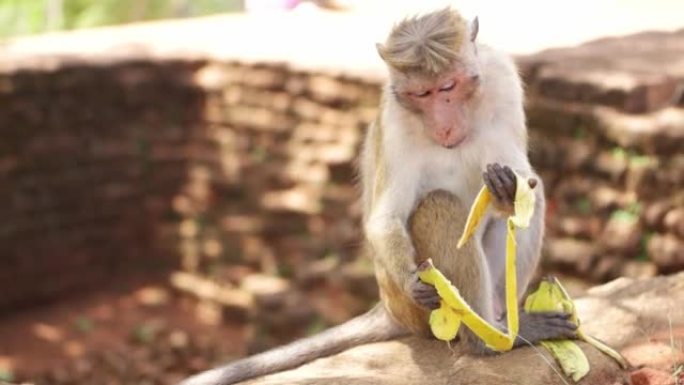 猴子在斯里兰卡吃香蕉