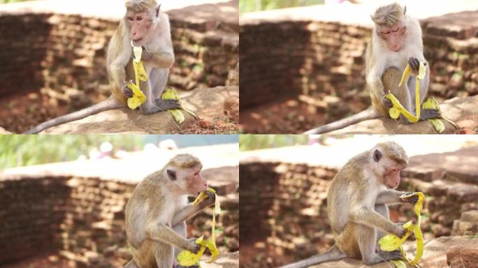 猴子在斯里兰卡吃香蕉