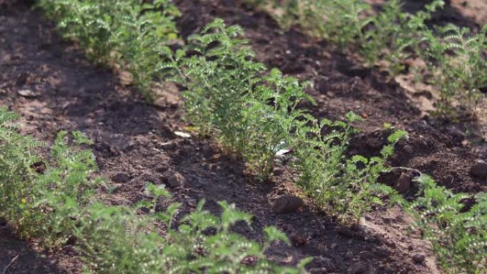 鹰嘴豆在田间很小。鹰嘴豆植物，田间绿克植物。新鲜的绿色鹰嘴豆田。克植物花。风在绿色农场里吹。和水果一