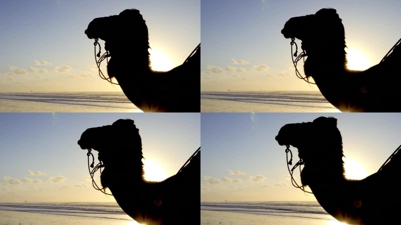 日落时分，在摩洛哥的Essaouira海滩上，骆驼头侧面轮廓的剪影。