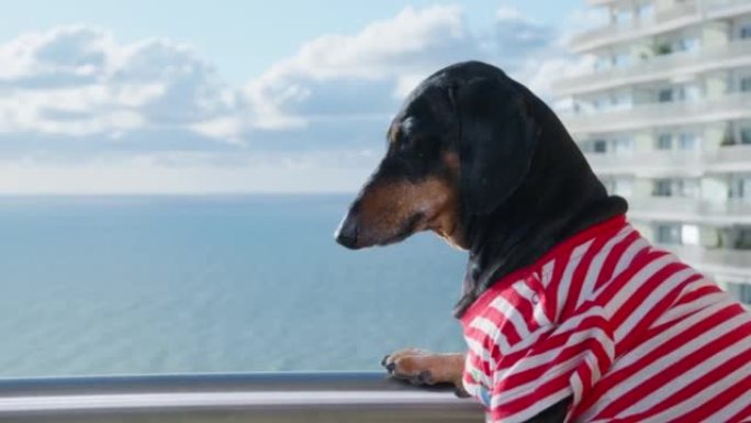 穿着条纹t恤的可爱的腊肠狗坐在阳台上，将爪子放在栏杆上，环顾四周，晒太阳，侧视图。度假村阳光明媚。
