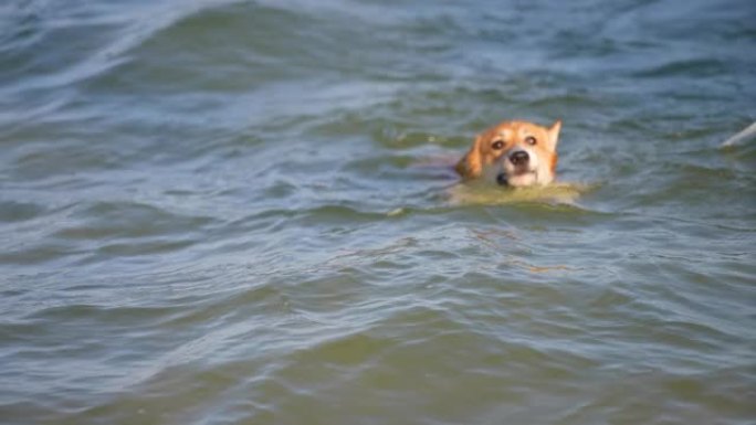 婴儿柯基犬在夏天在海滩上玩耍