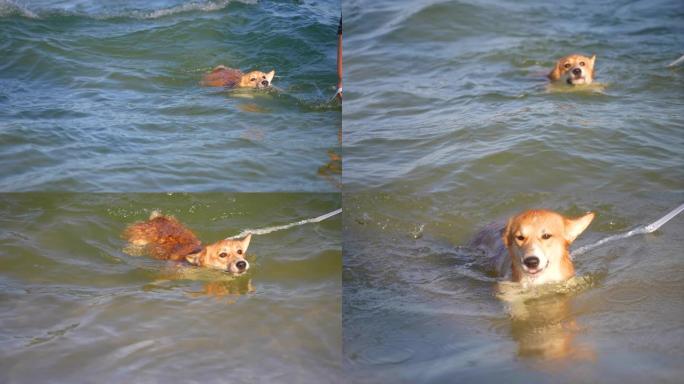 婴儿柯基犬在夏天在海滩上玩耍