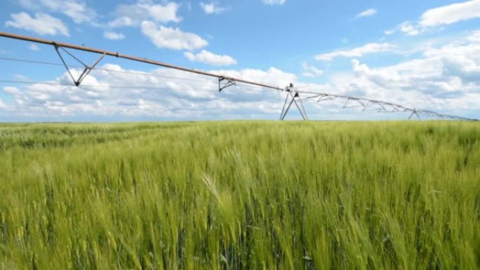 绿色麦田横向移动农业灌溉系统