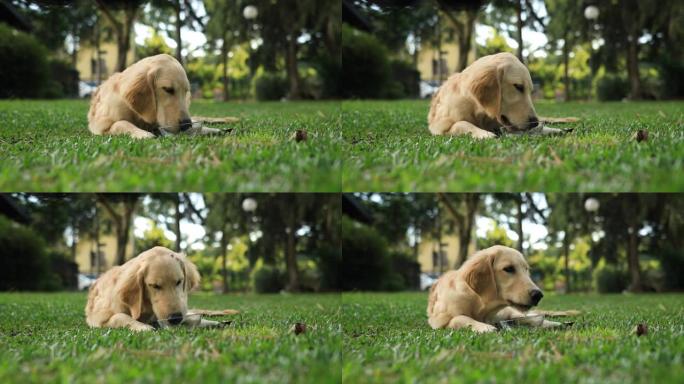 小狗躺在草地上喝水