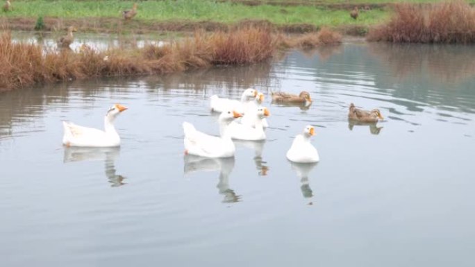 一群在河里游泳的鹅和鸭