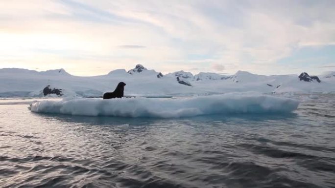 南极冰山上的南部海狗