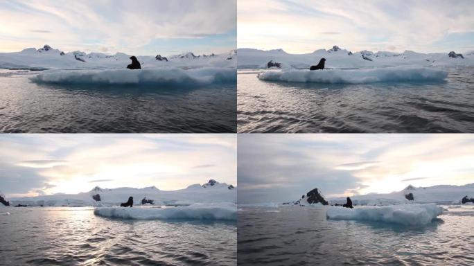 南极冰山上的南部海狗