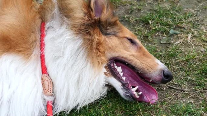 苏格兰牧羊犬奔跑后躺在草地上的特写肖像，舌头伸出来呼吸沉重，脖子上戴着红色绳子的可爱粗糙牧羊犬，4k