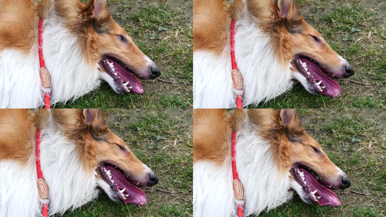 苏格兰牧羊犬奔跑后躺在草地上的特写肖像，舌头伸出来呼吸沉重，脖子上戴着红色绳子的可爱粗糙牧羊犬，4k