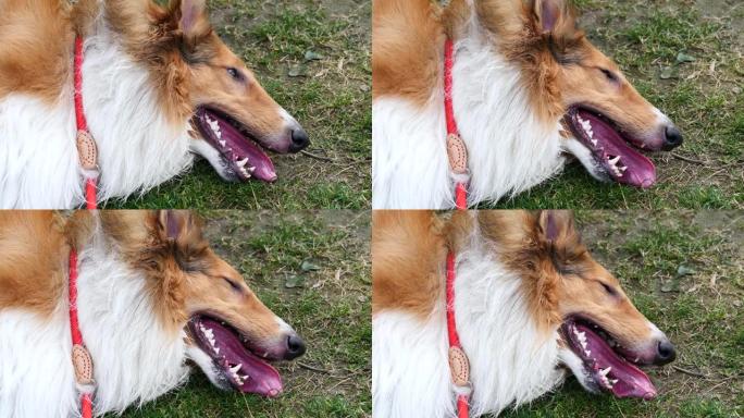 苏格兰牧羊犬奔跑后躺在草地上的特写肖像，舌头伸出来呼吸沉重，脖子上戴着红色绳子的可爱粗糙牧羊犬，4k