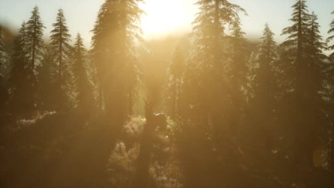 日落时森林中的鹿雄