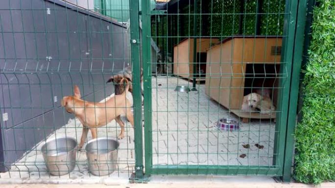 围栏后面的动物收容所里的狗等待被营救和收养。