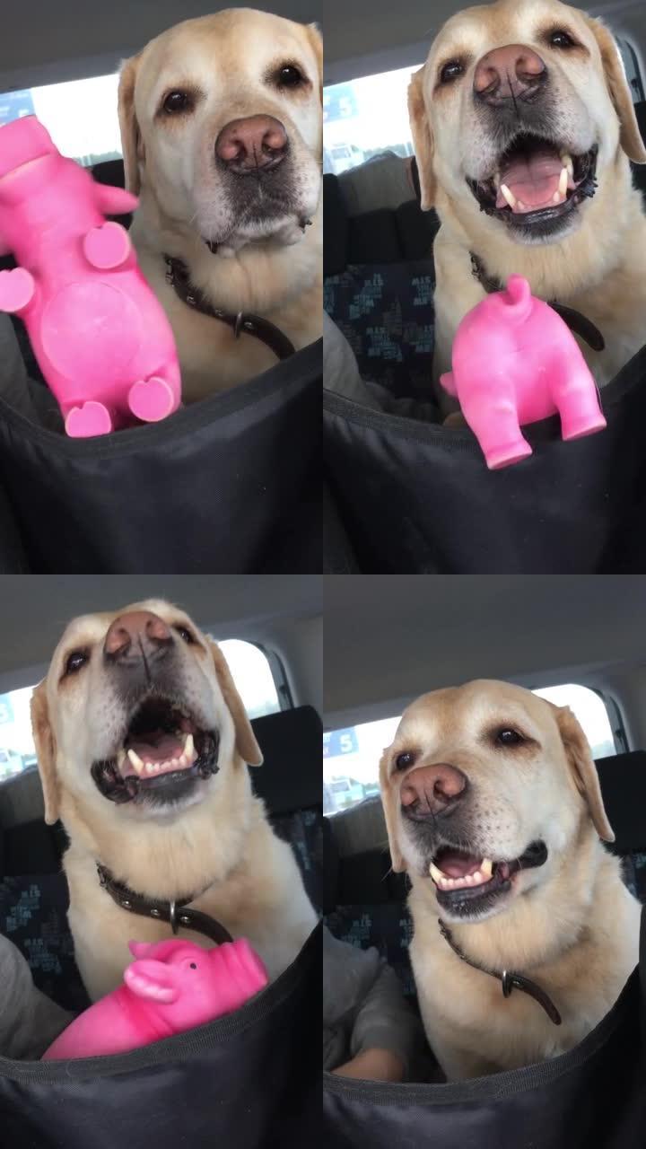 拉布拉多寻回犬的狗坐着笑着看着玩具粉红猪在他面前跳舞。垂直视频