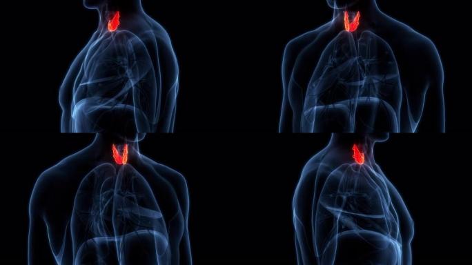 人体腺体甲状腺解剖动画概念