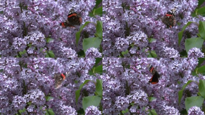 蝴蝶 “荨麻疹” 从盛开的丁香中收集花蜜。