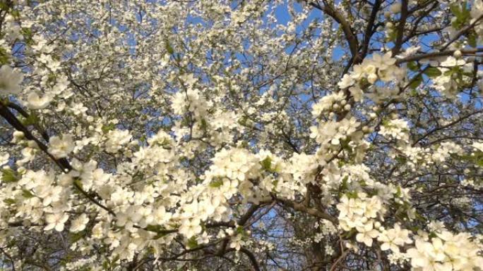 盛开的樱桃树，开白花，慢动作。