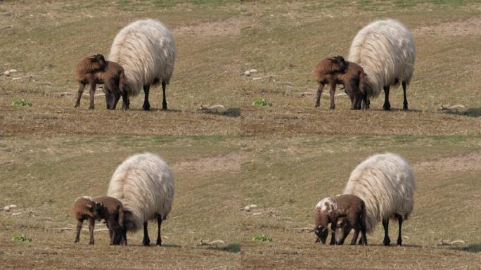 荷兰布拉里克姆羊圈的绵羊和羔羊