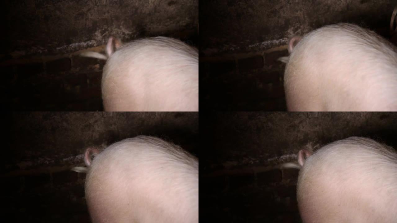 谷仓里猪的尾巴扭曲了。养殖家猪，特写